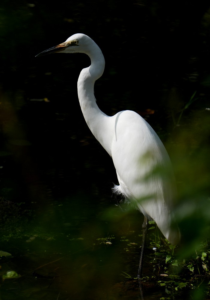 Great Egret - ML646353041