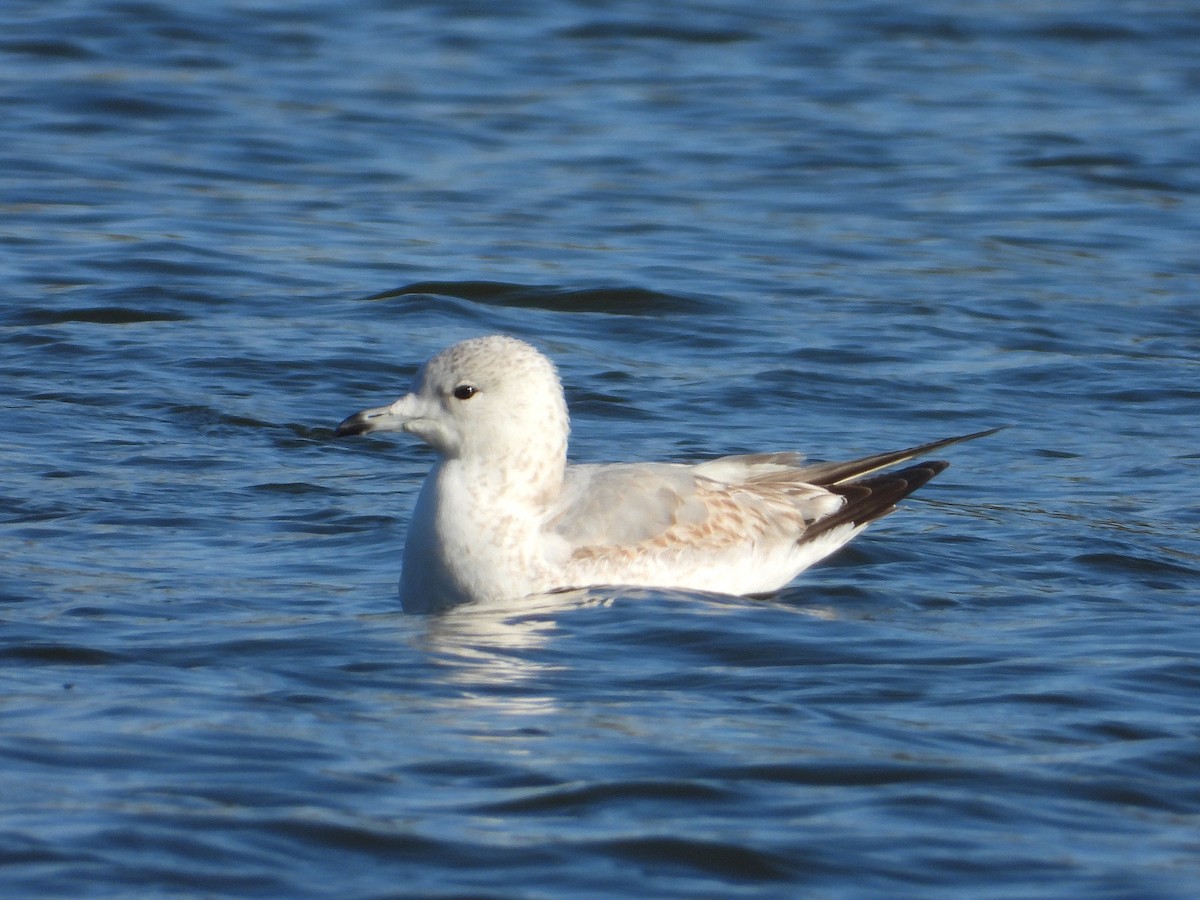 Common Gull - ML646353042
