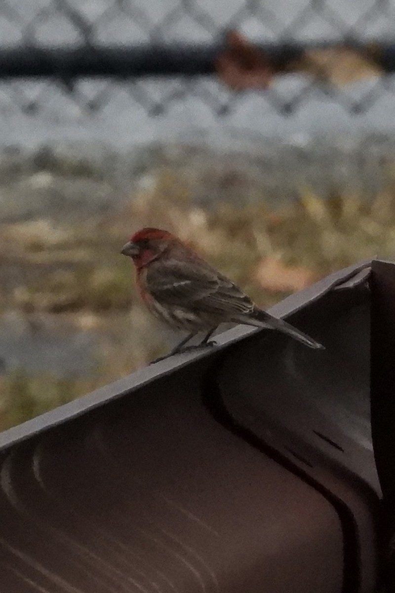 House Finch - ML646353043