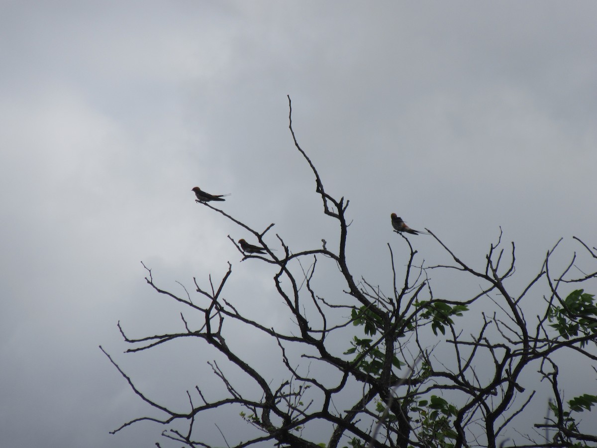 Lesser Striped Swallow - ML646353044