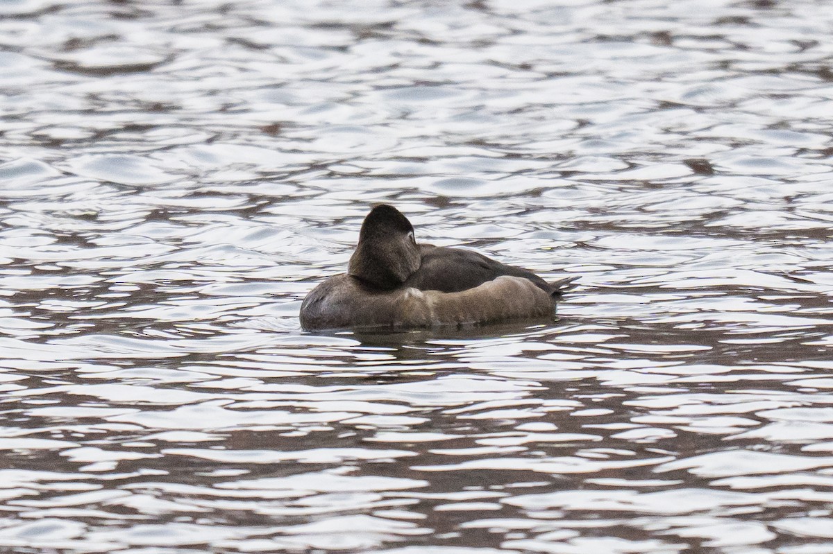 Ring-necked Duck - ML646353051