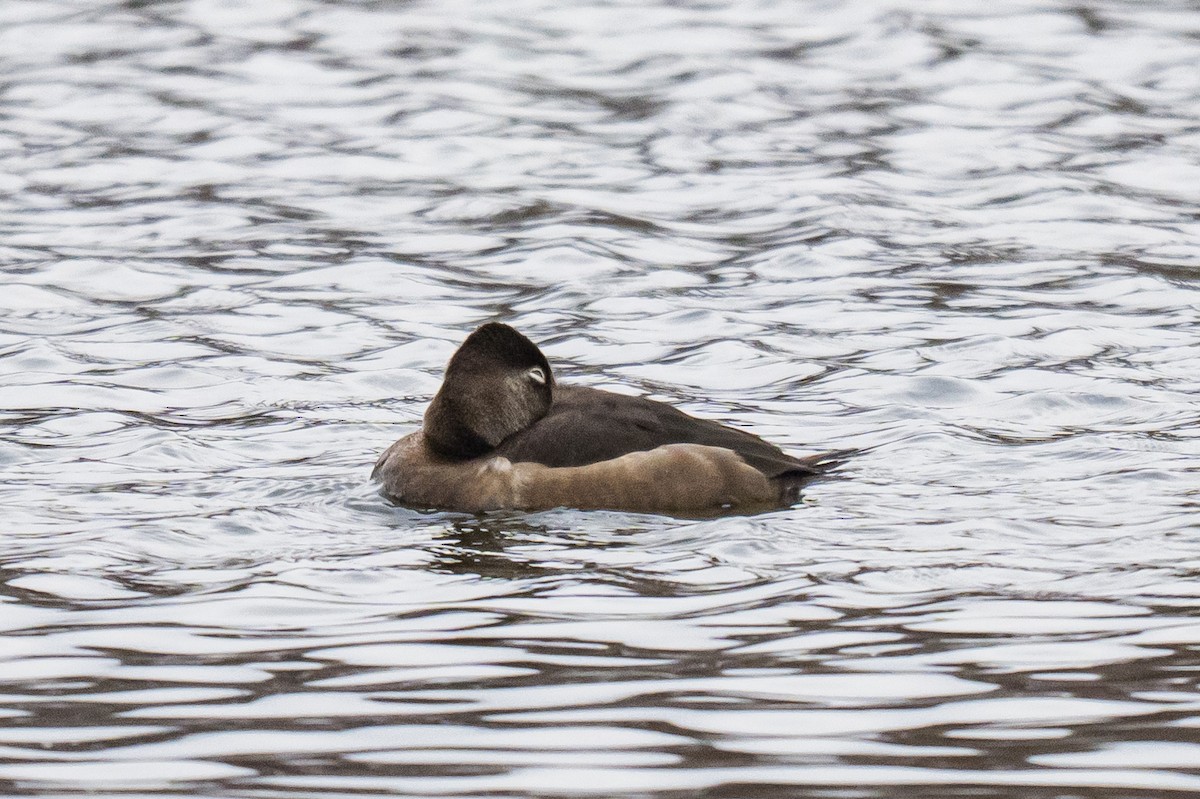 Ring-necked Duck - ML646353052