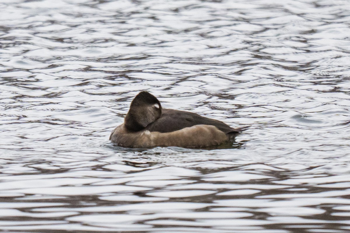 Ring-necked Duck - ML646353053