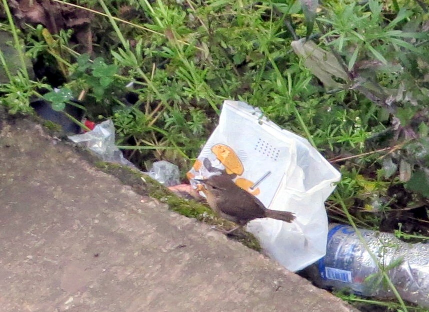 Southern House Wren - ML646353060