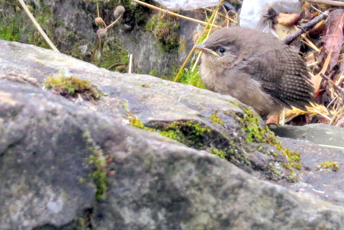 Southern House Wren - ML646353061