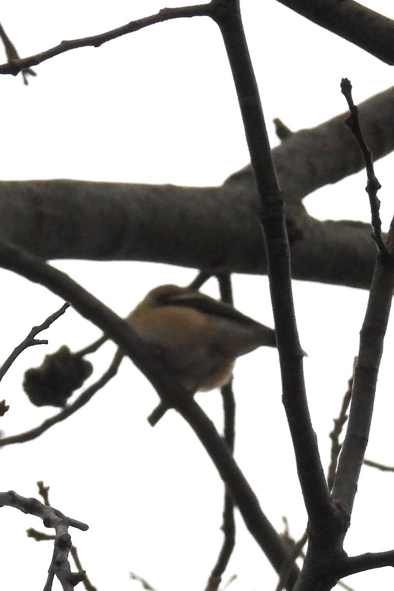 American Goldfinch - ML646353062