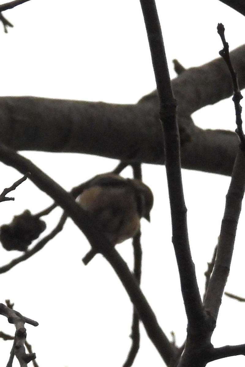 American Goldfinch - ML646353063