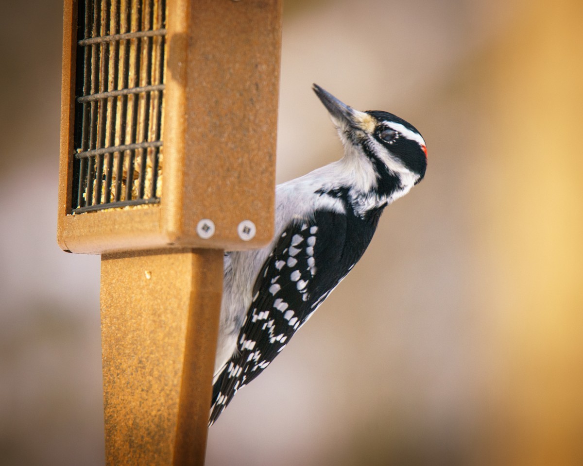 Hairy Woodpecker - ML646353065