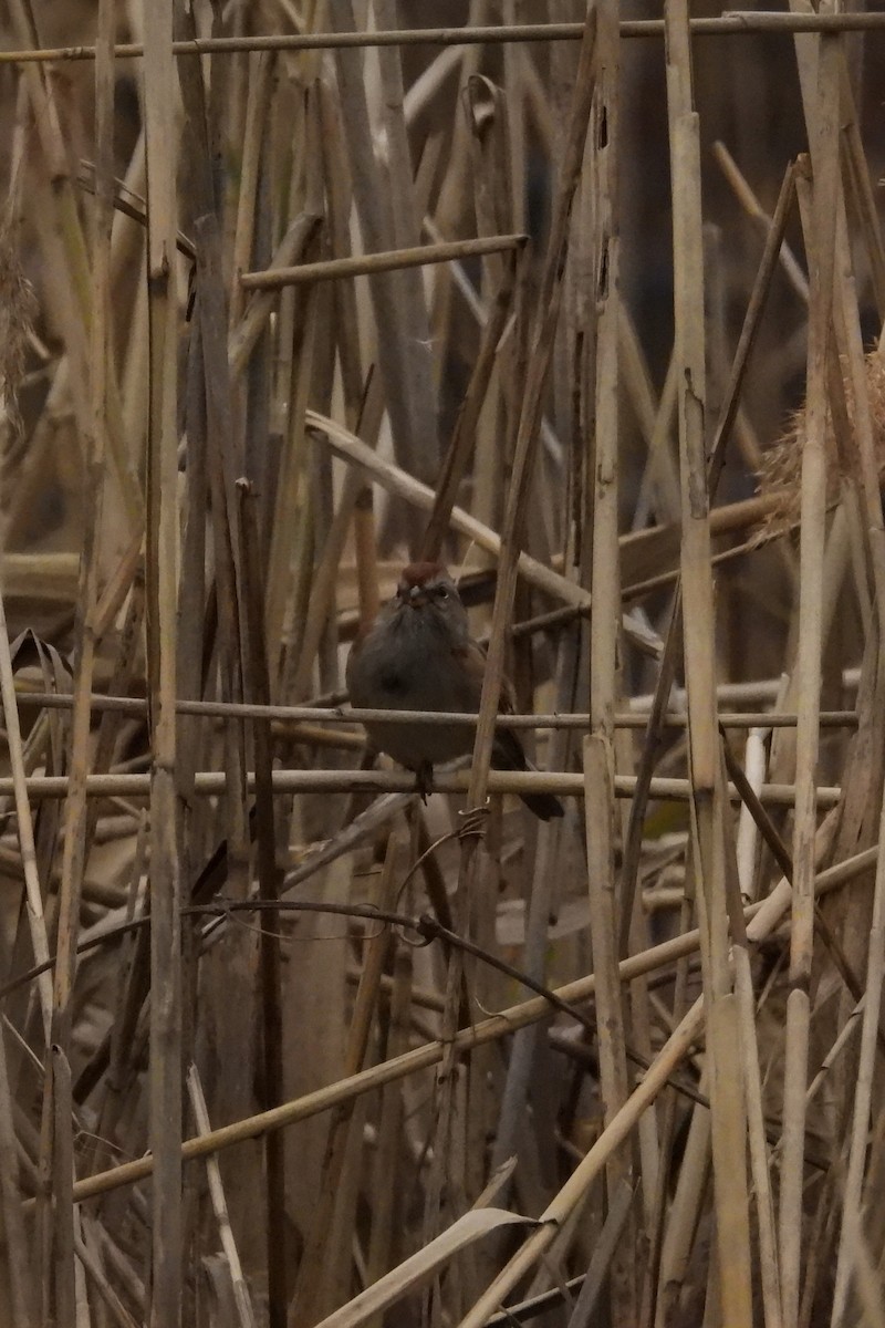 American Tree Sparrow - ML646353075