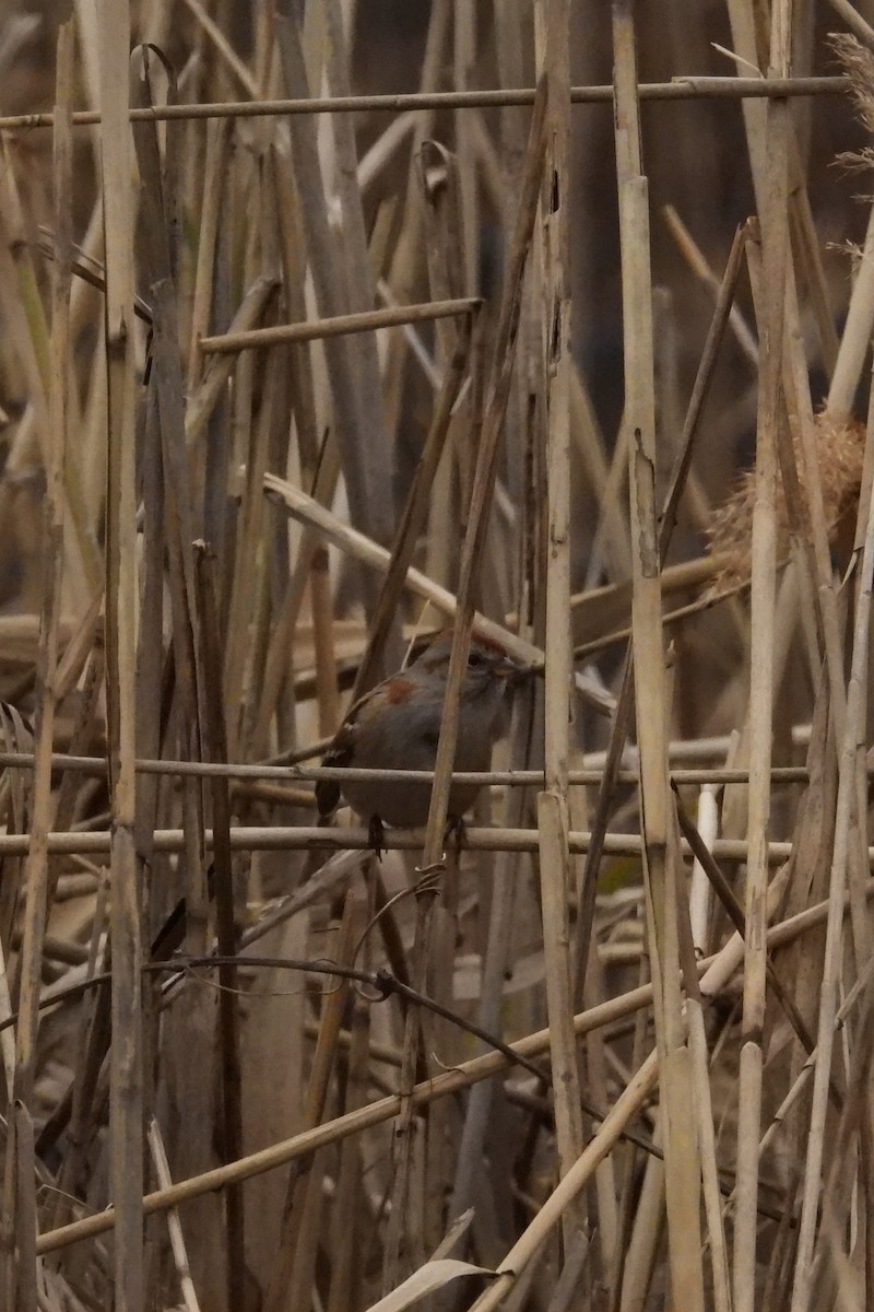 American Tree Sparrow - ML646353076