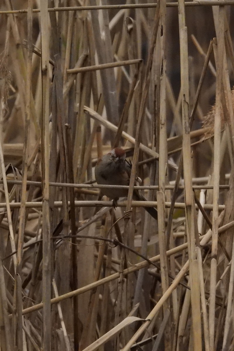 American Tree Sparrow - ML646353077