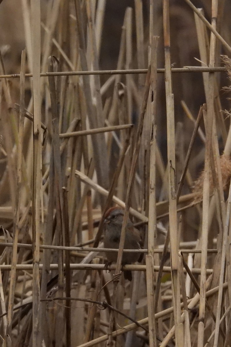 American Tree Sparrow - ML646353078