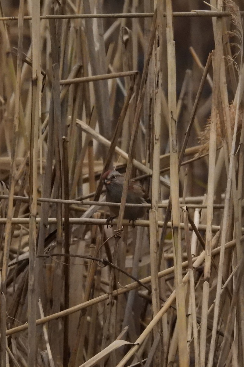 American Tree Sparrow - ML646353079