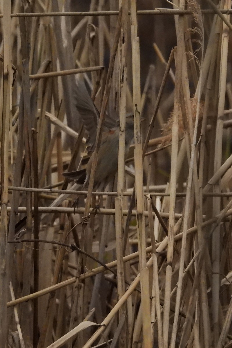 American Tree Sparrow - ML646353080