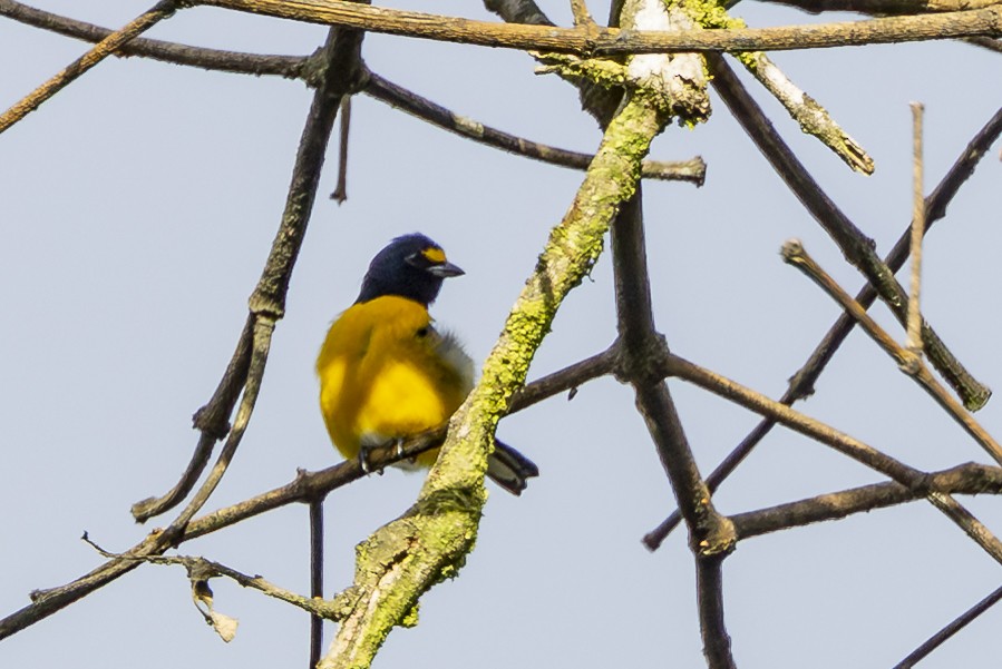 Белогузая эуфония - ML646353081