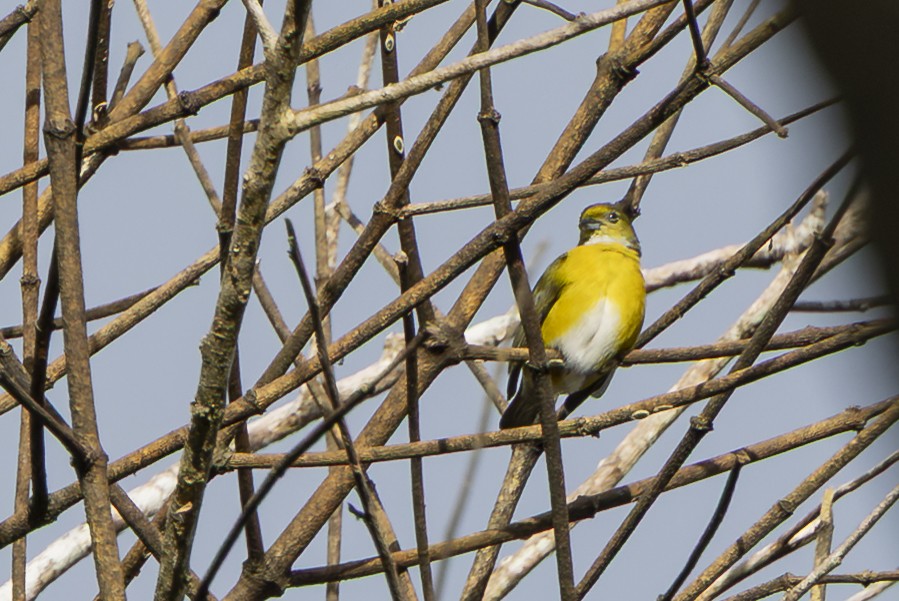 Белогузая эуфония - ML646353082