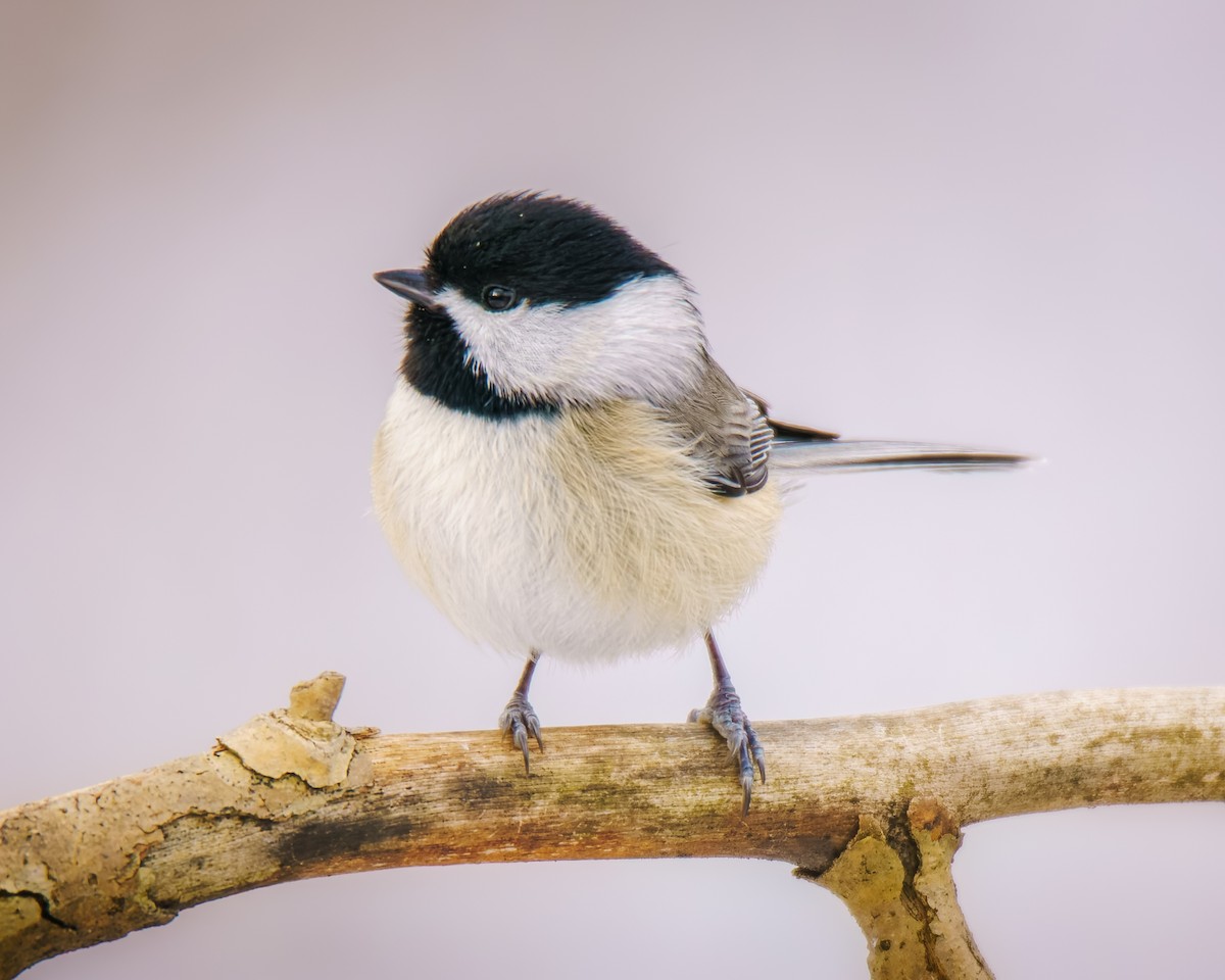 Carolina Chickadee - ML646353083