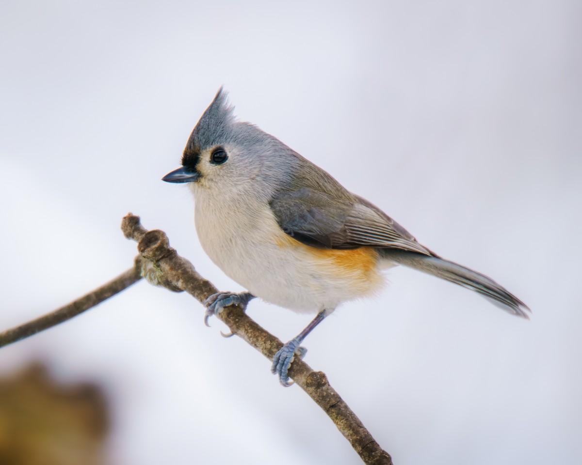 Tufted Titmouse - ML646353085