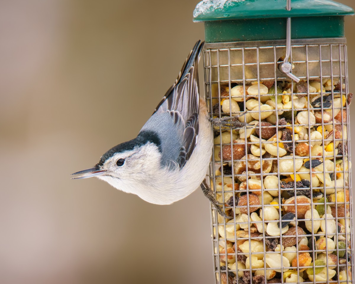 White-breasted Nuthatch - ML646353091