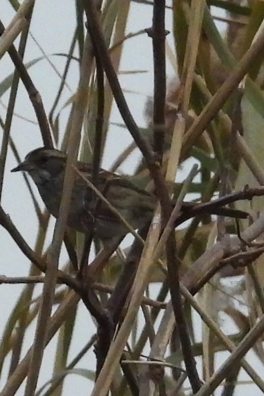 White-throated Sparrow - ML646353095