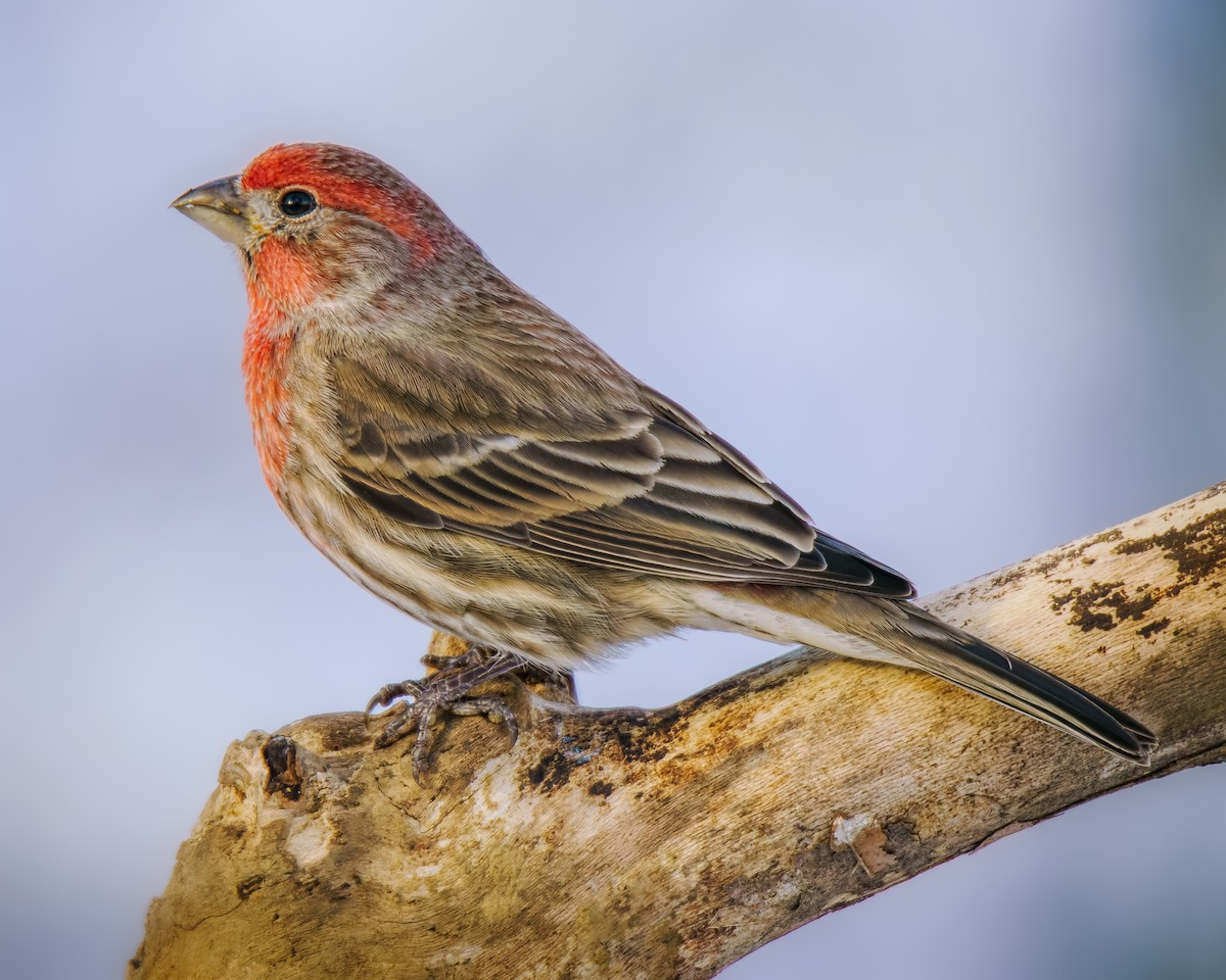 House Finch - ML646353101