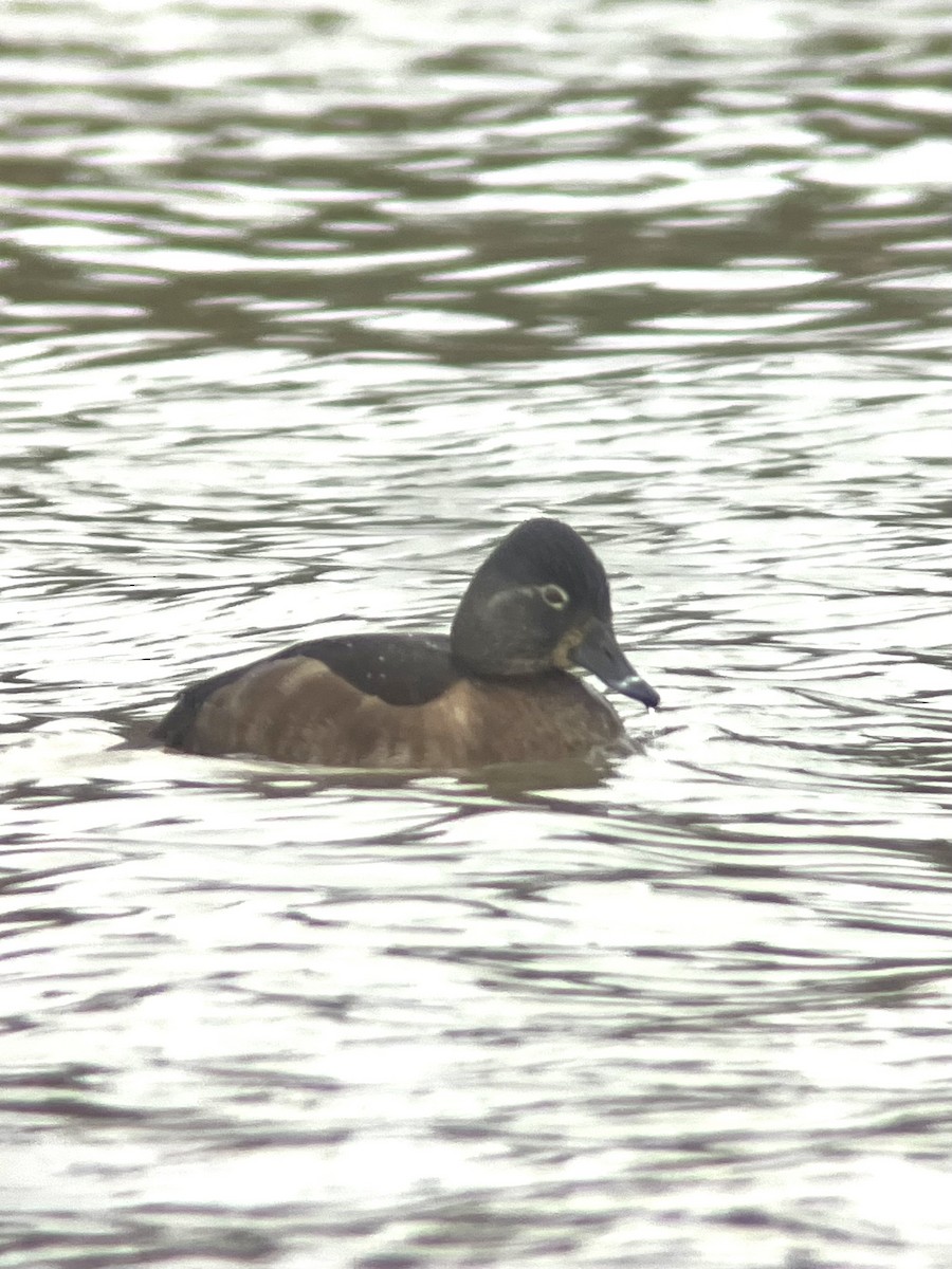 Ring-necked Duck - ML646353102