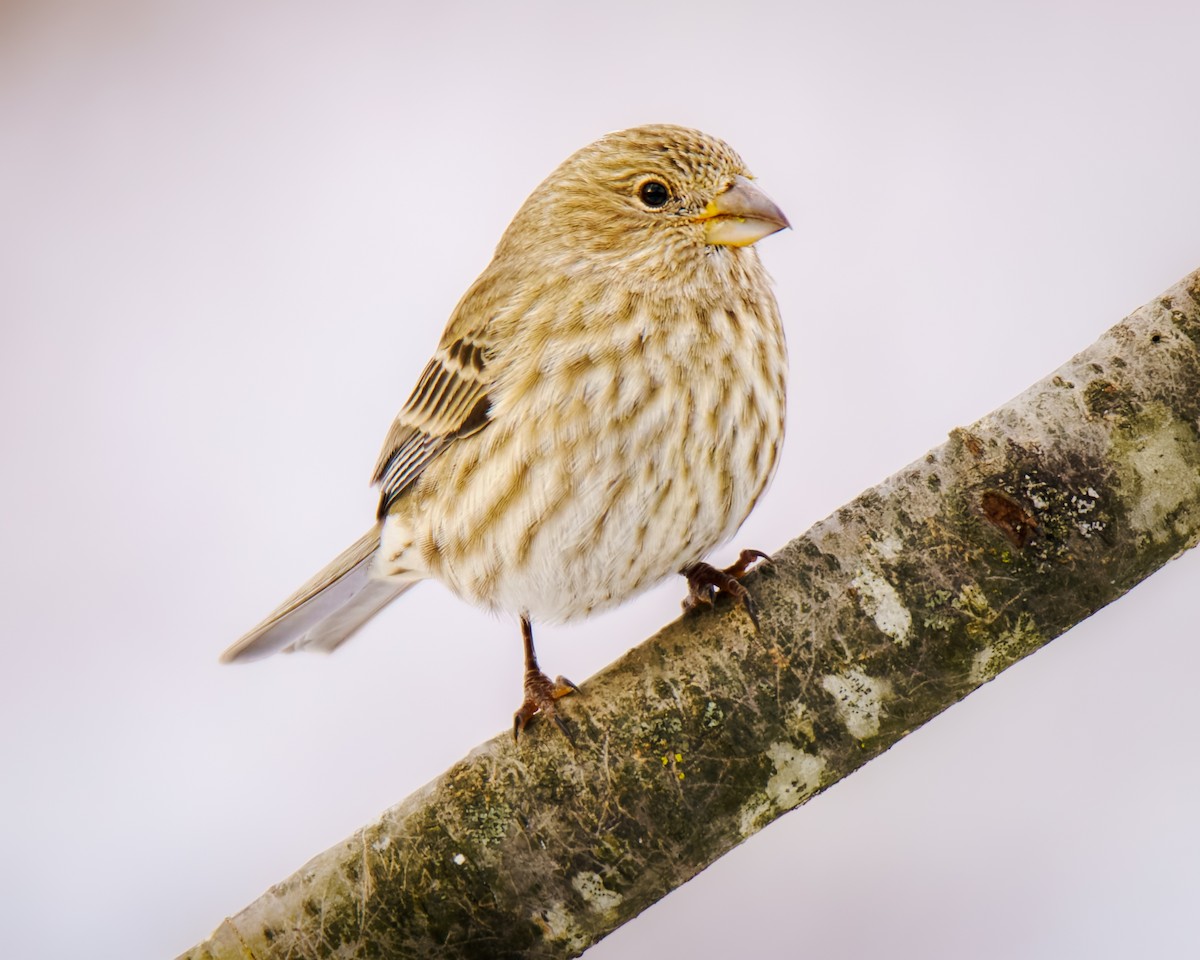 House Finch - ML646353103