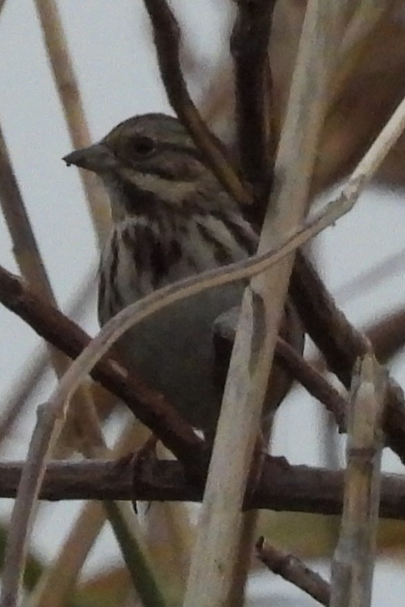 Song Sparrow - ML646353107