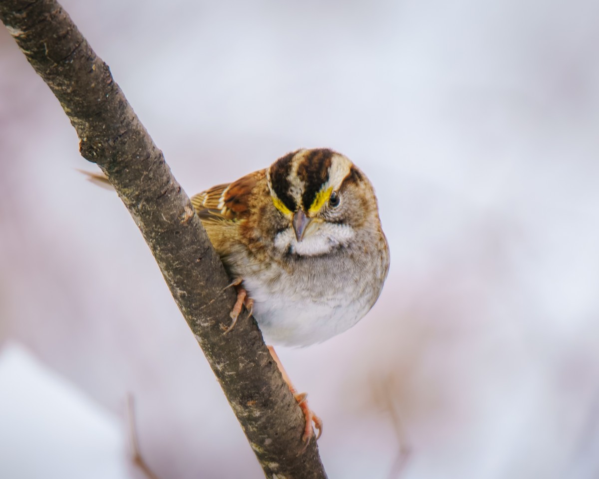 White-throated Sparrow - ML646353108