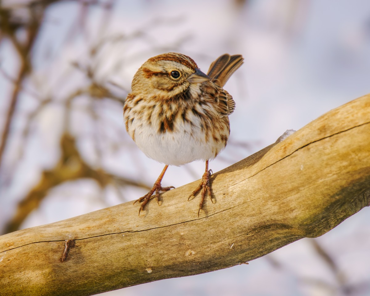 Song Sparrow - ML646353109