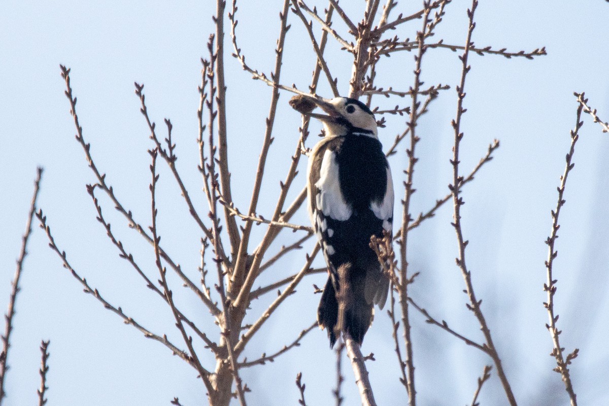 Syrian Woodpecker - ML646353110