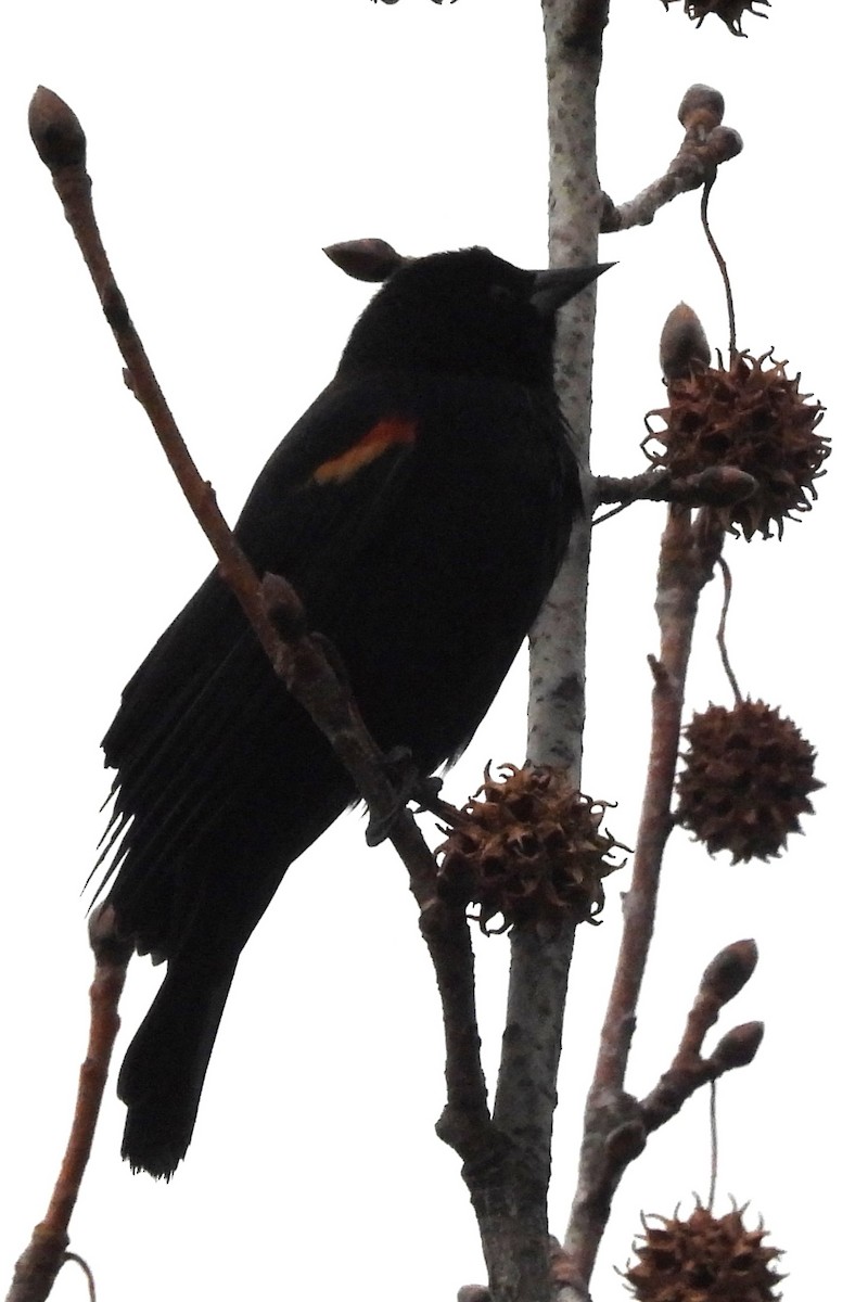 Red-winged Blackbird - ML646353111