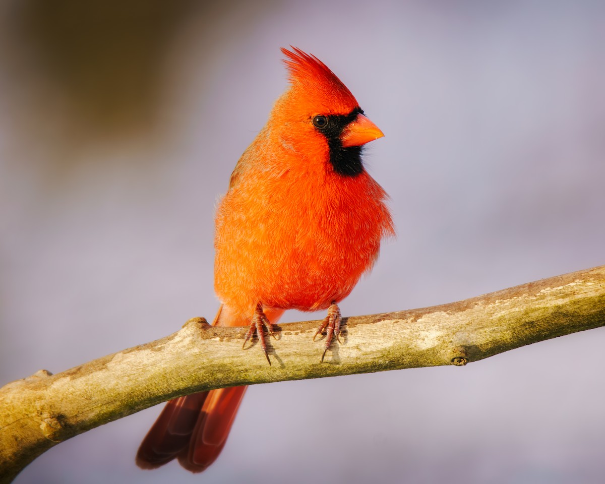 Northern Cardinal - ML646353115