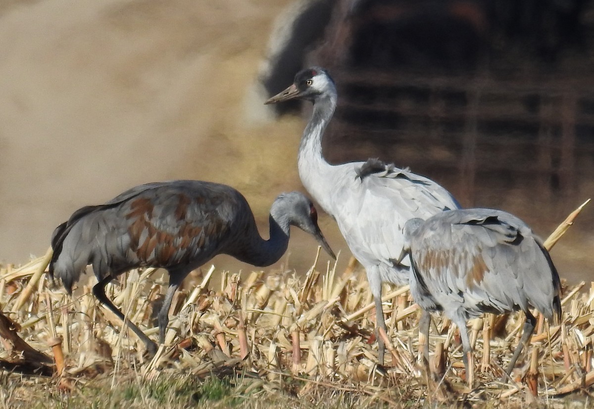 Common Crane - ML646353116