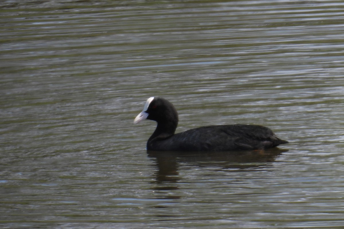 Eurasian Coot - ML646353117