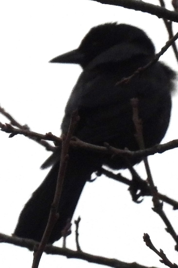 Common Grackle - ML646353118