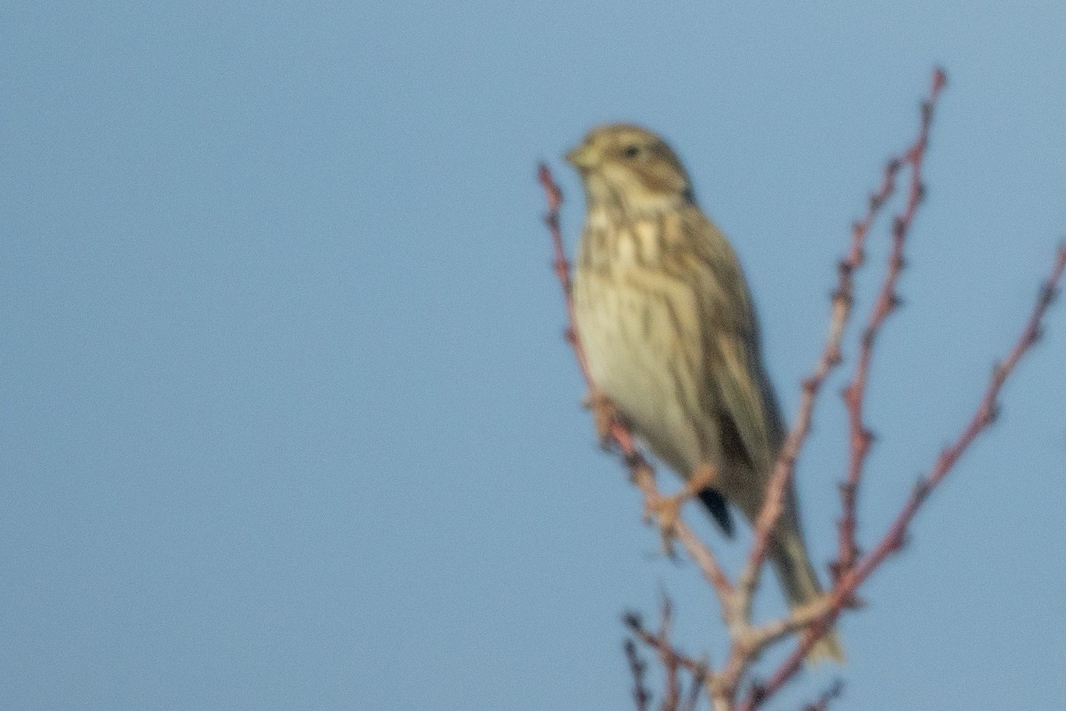 Corn Bunting - ML646353120