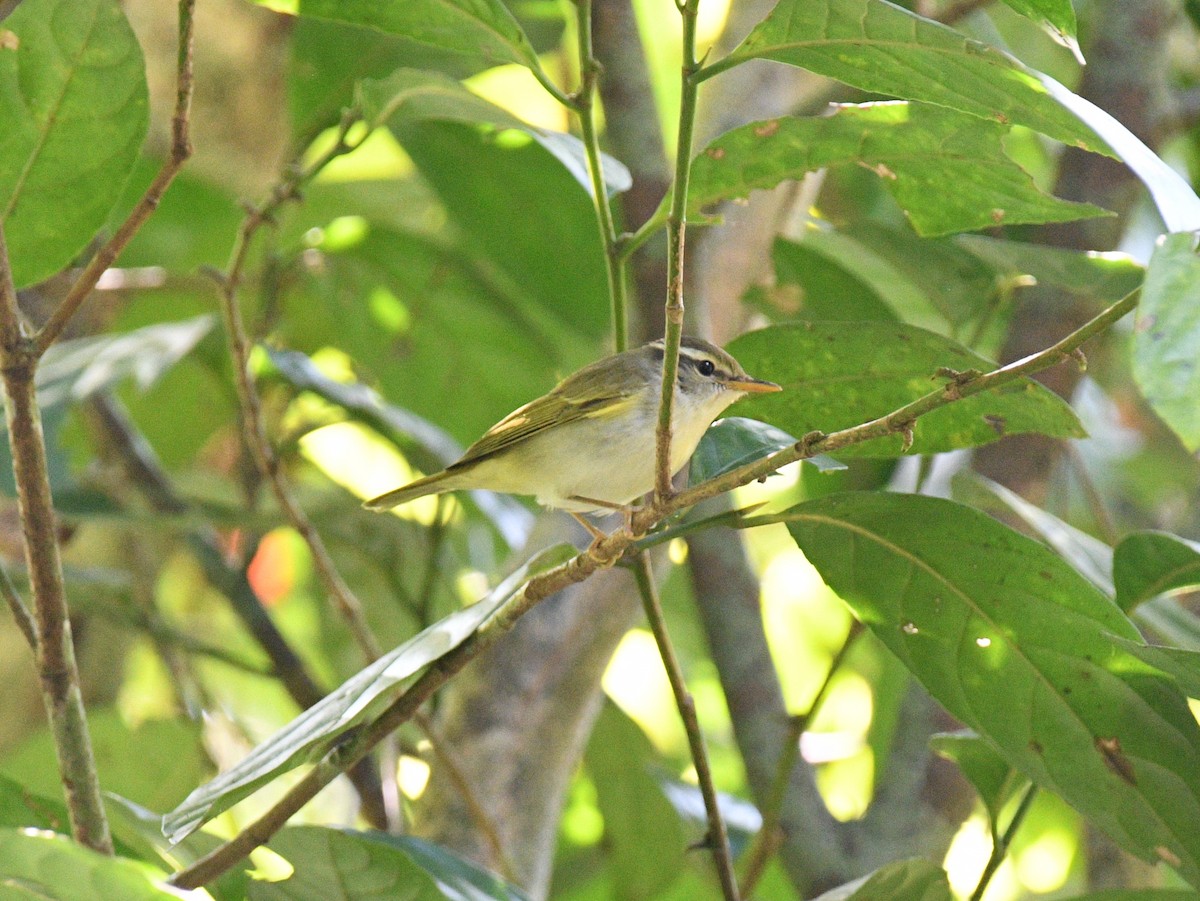Eastern Crowned Warbler - ML646353124