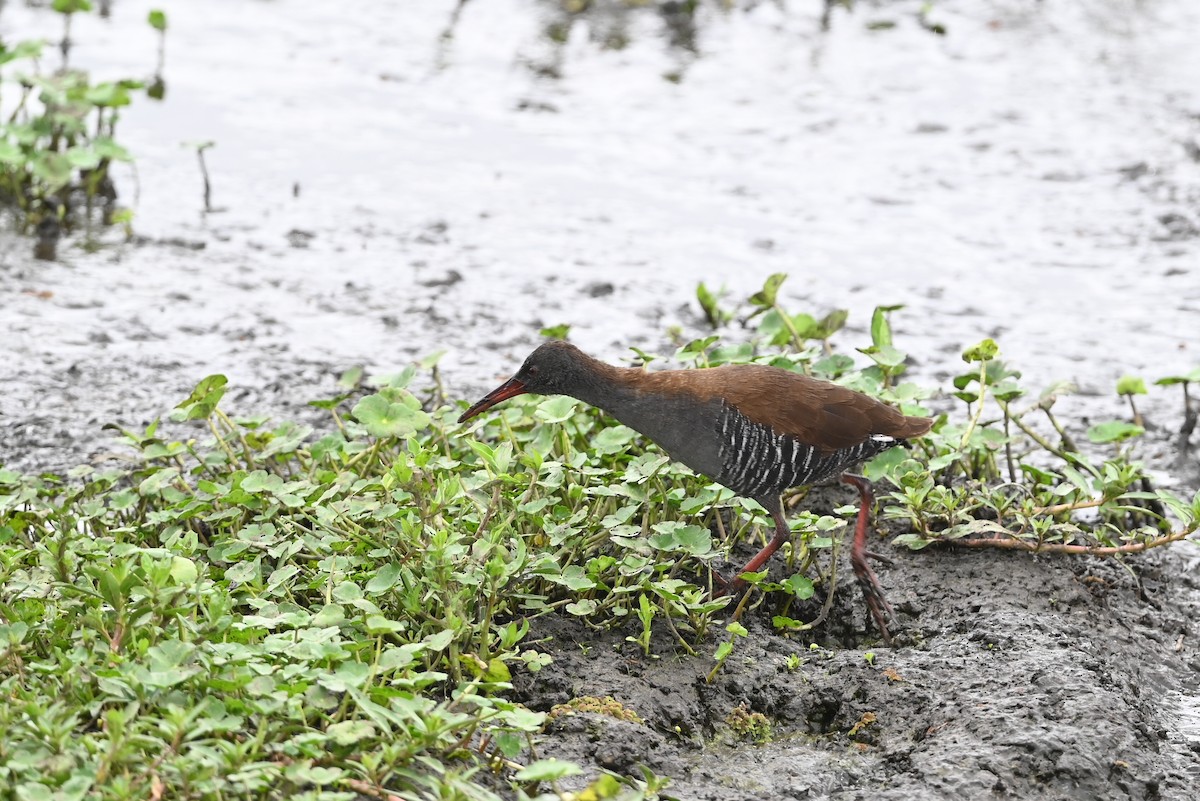 African Rail - ML646353127