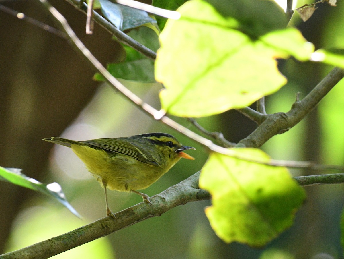 Sulphur-breasted Warbler - ML646353129