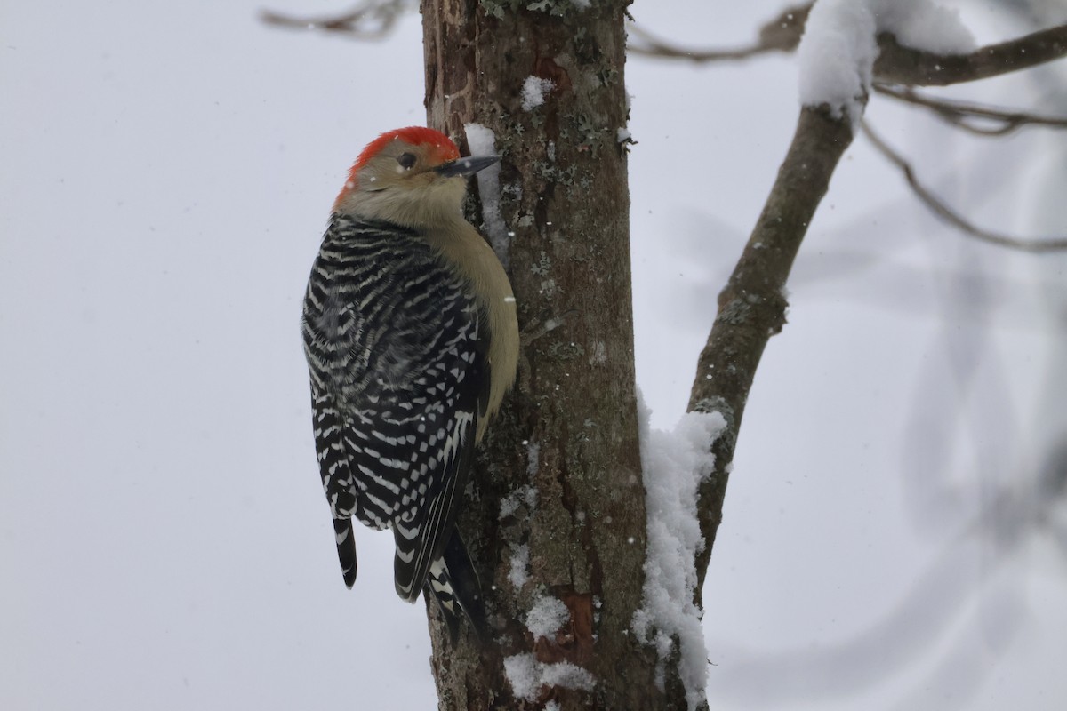 Pic à ventre roux - ML646353130