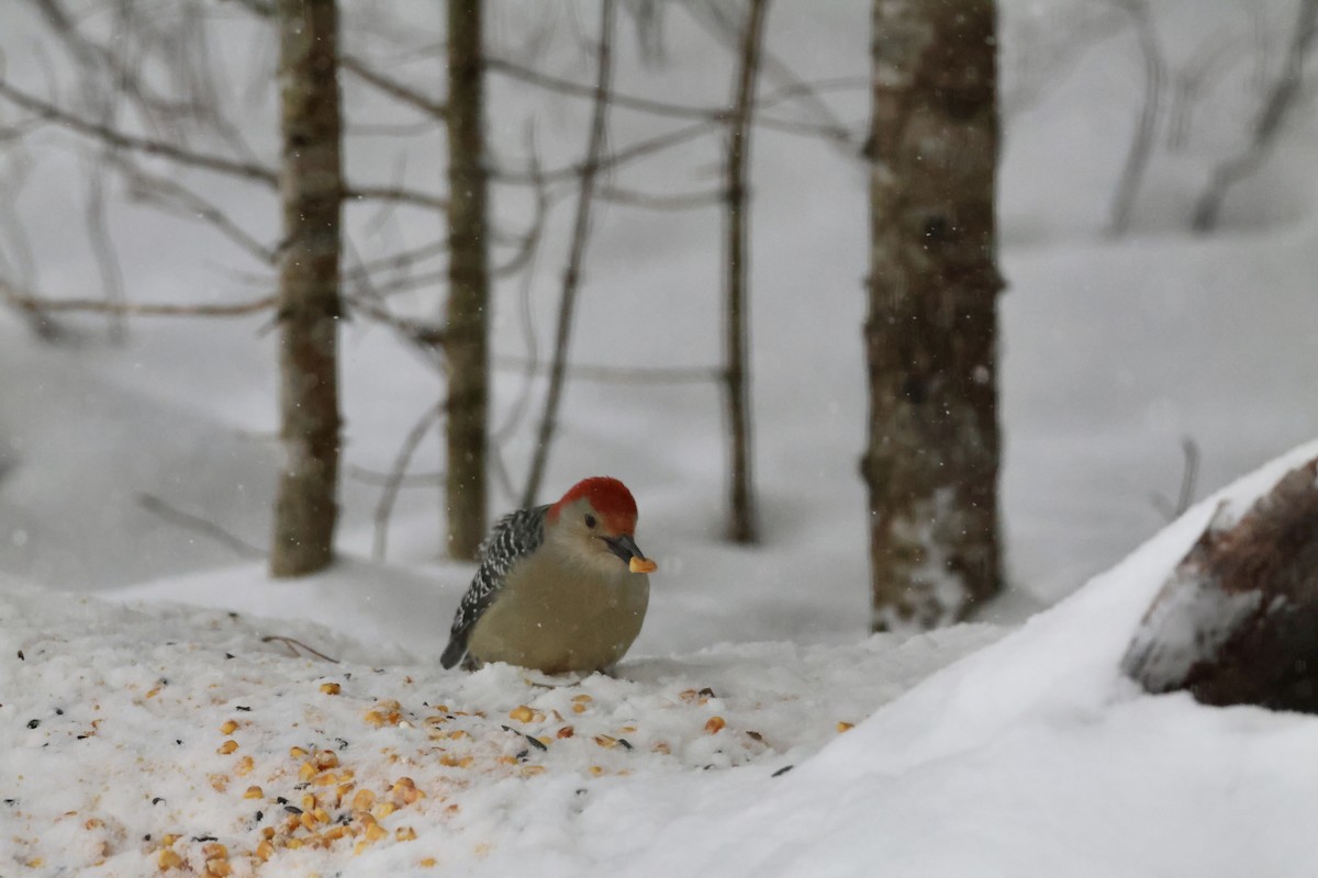 Pic à ventre roux - ML646353131