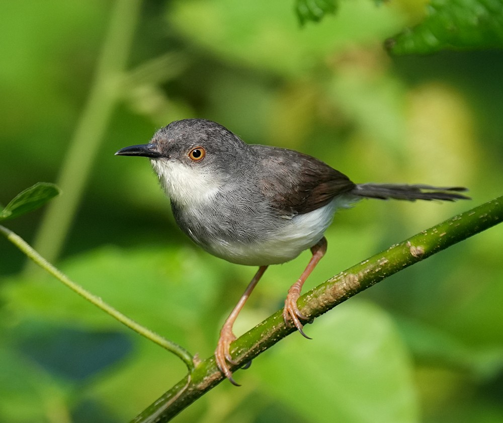 Gray-breasted Prinia - ML646353133