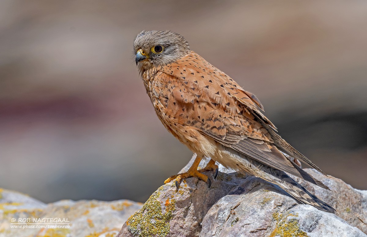 Crécerelle des rochers - ML646353135