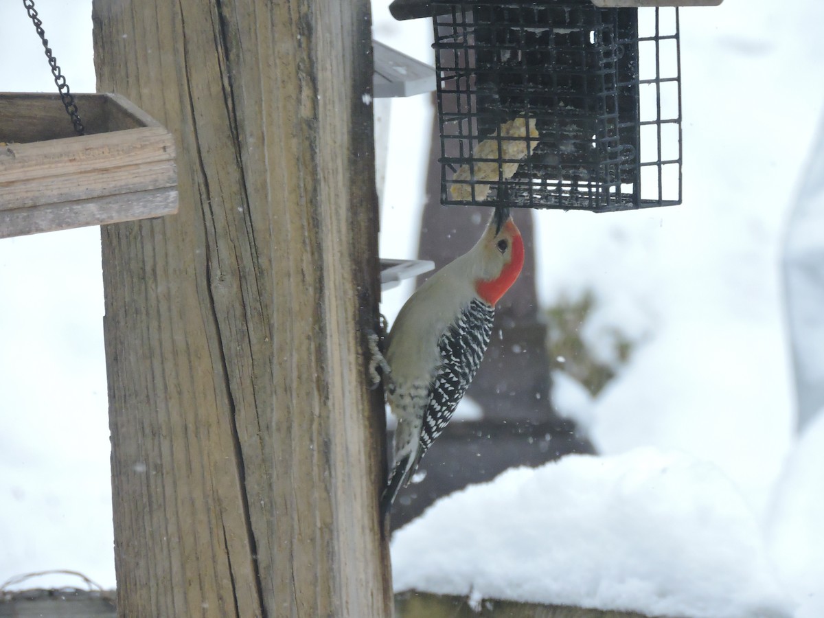 Pic à ventre roux - ML646353139