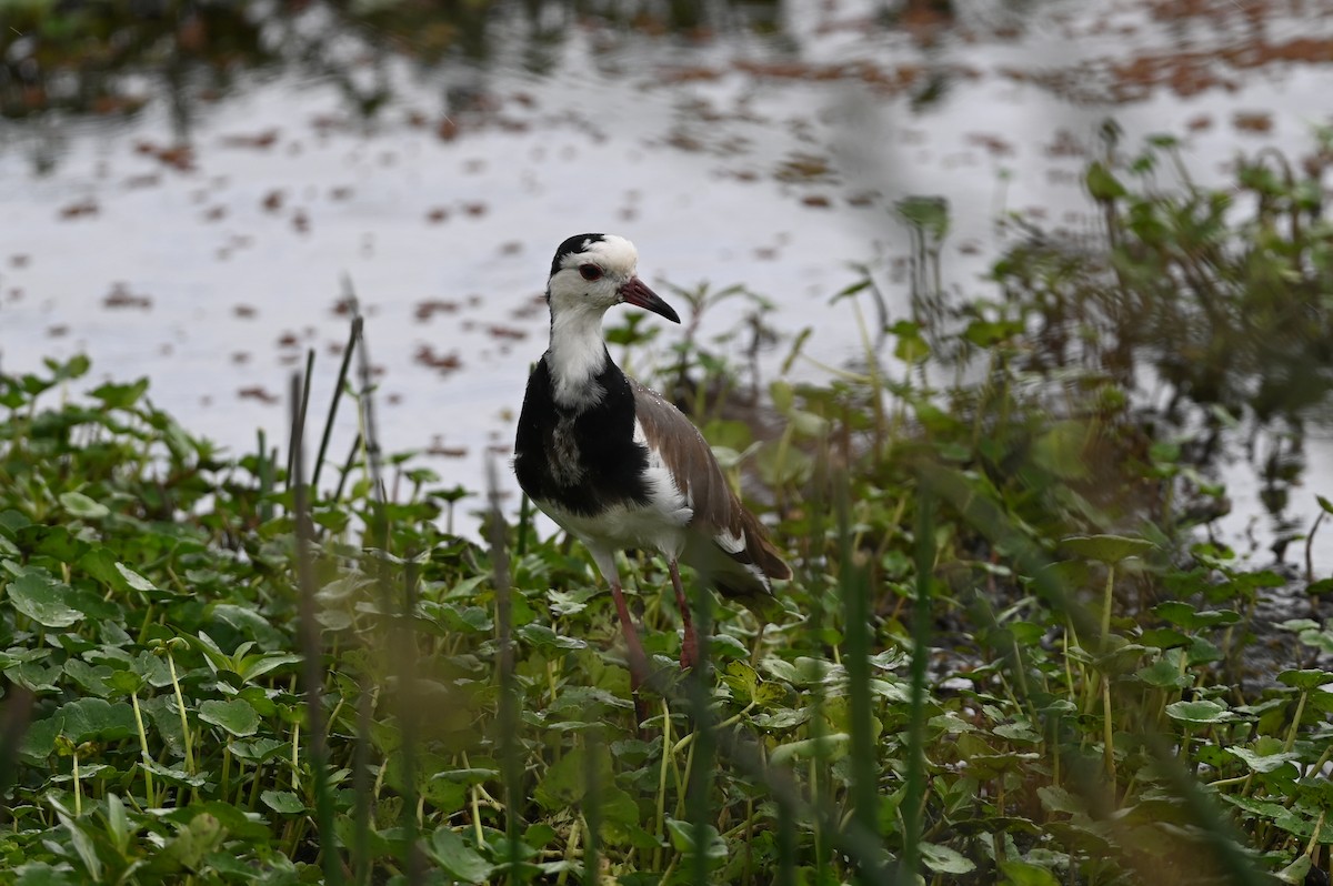 Long-toed Lapwing - ML646353142
