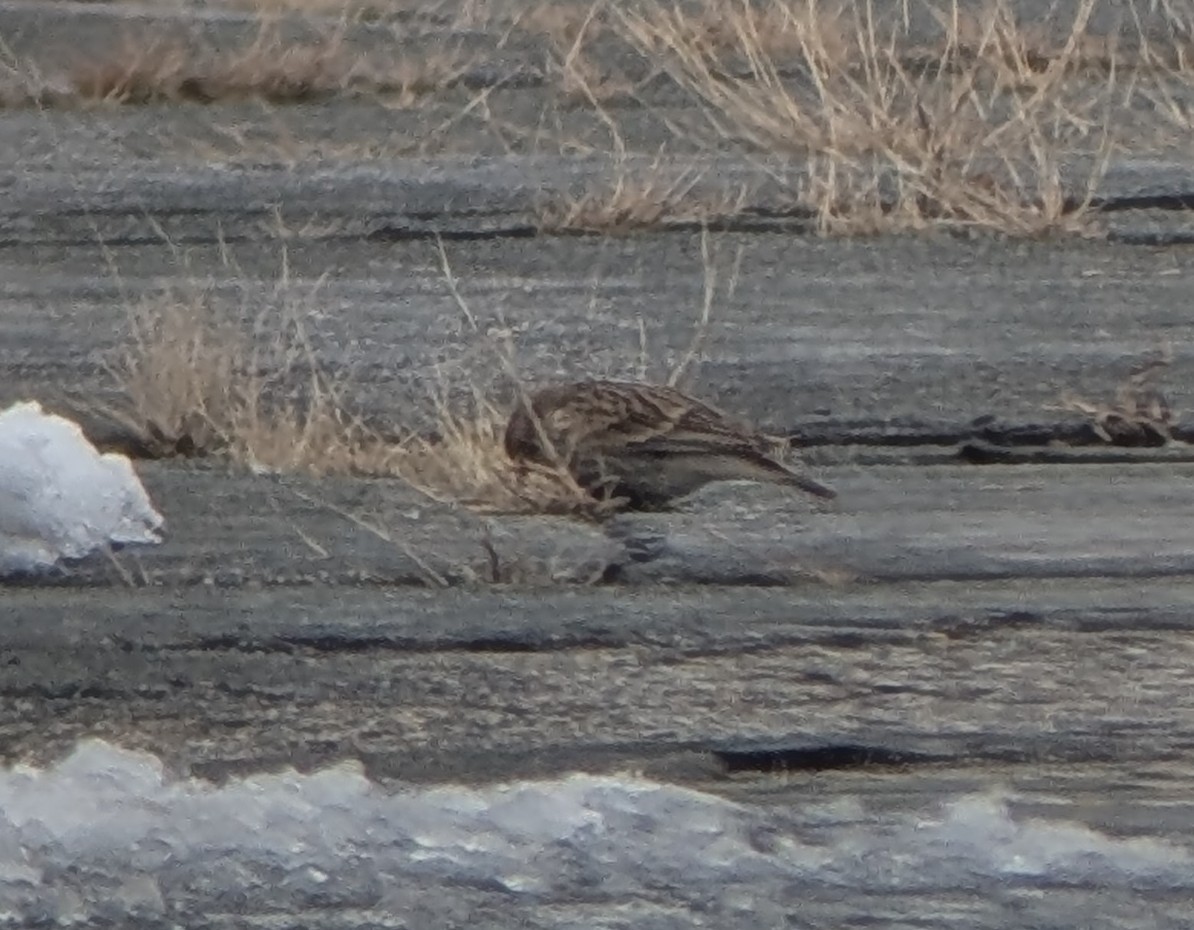 Chestnut-collared Longspur - ML646353147