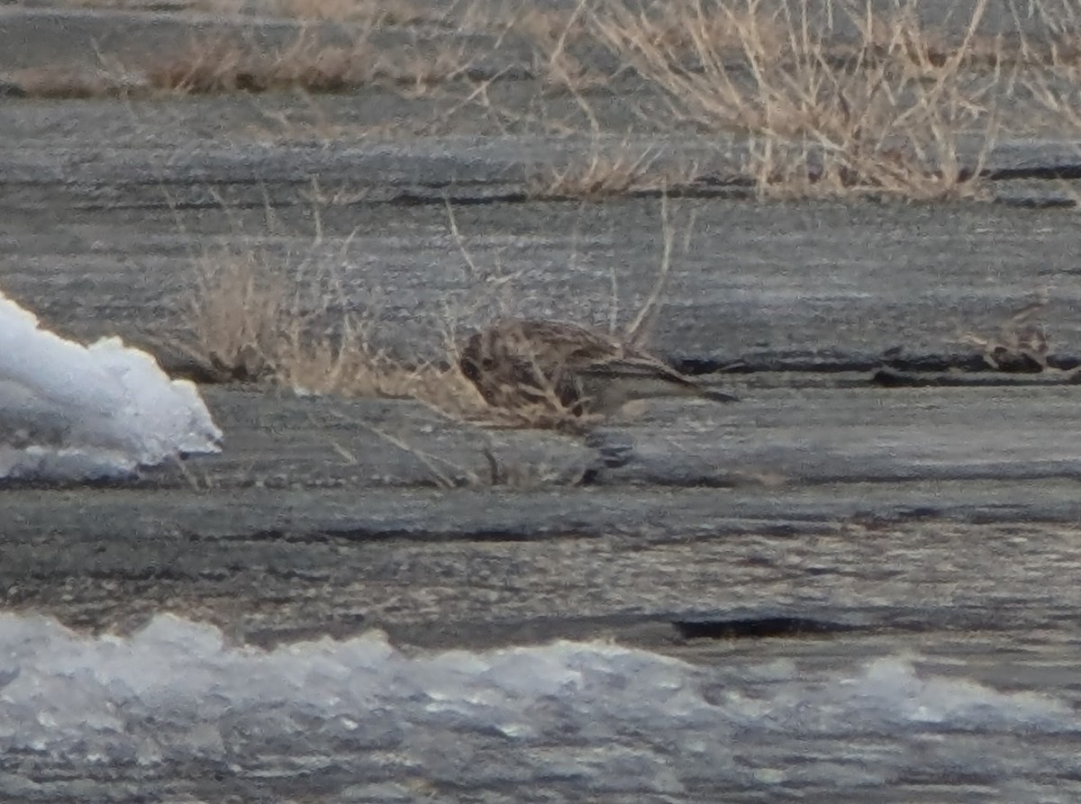 Chestnut-collared Longspur - ML646353148