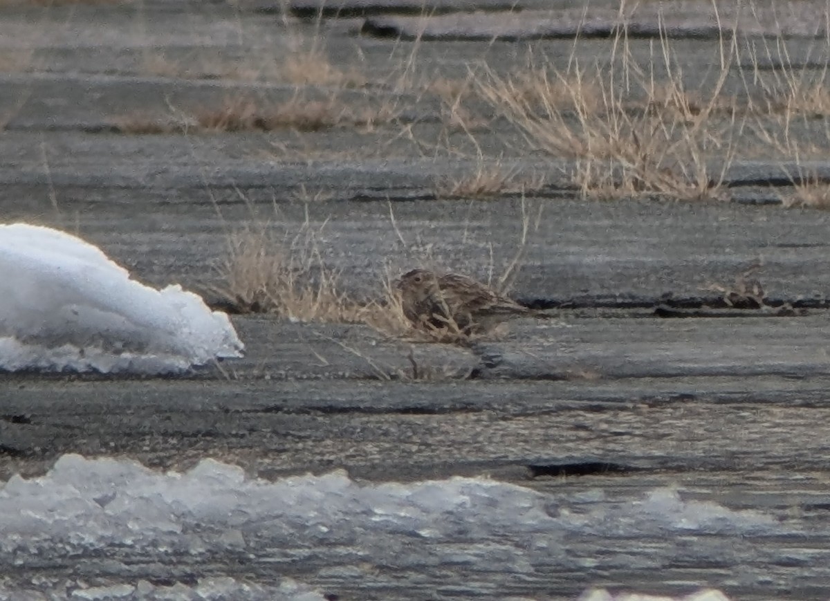 Chestnut-collared Longspur - ML646353149