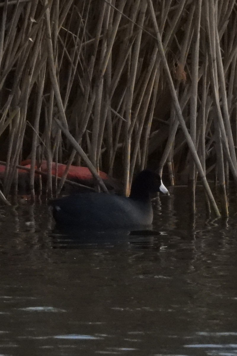 American Coot - ML646353152